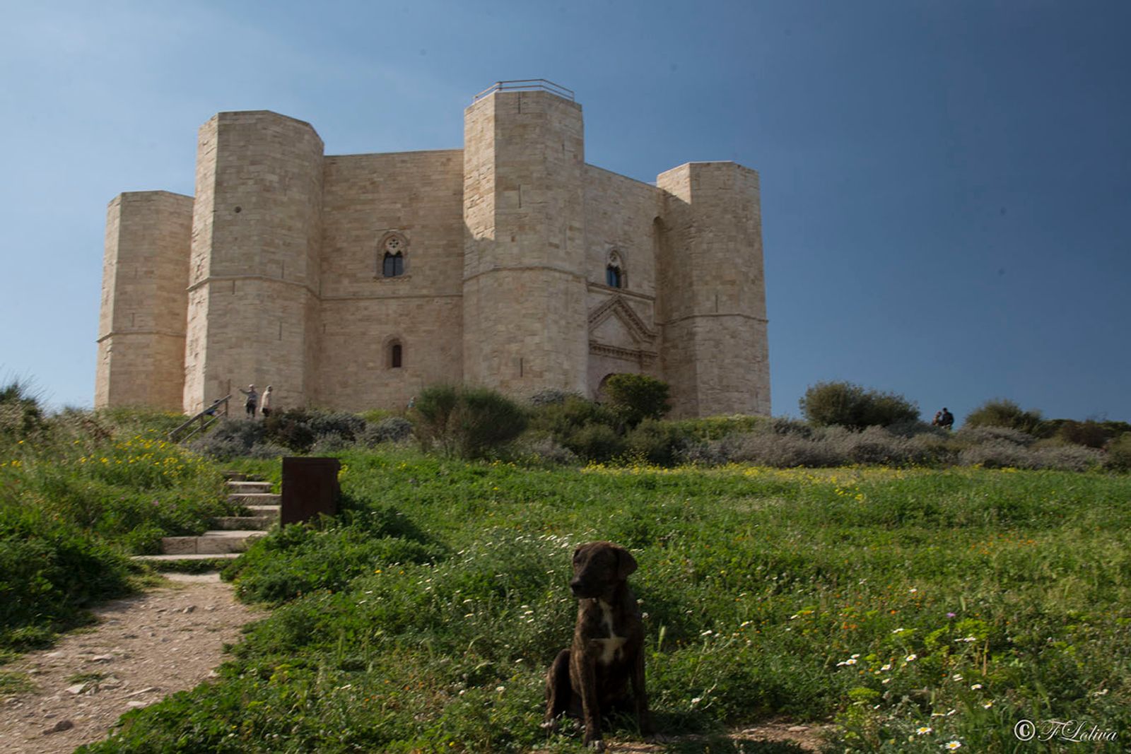 PUGLIA IMPERIALE — fotografia 6 di Francesco Loliva