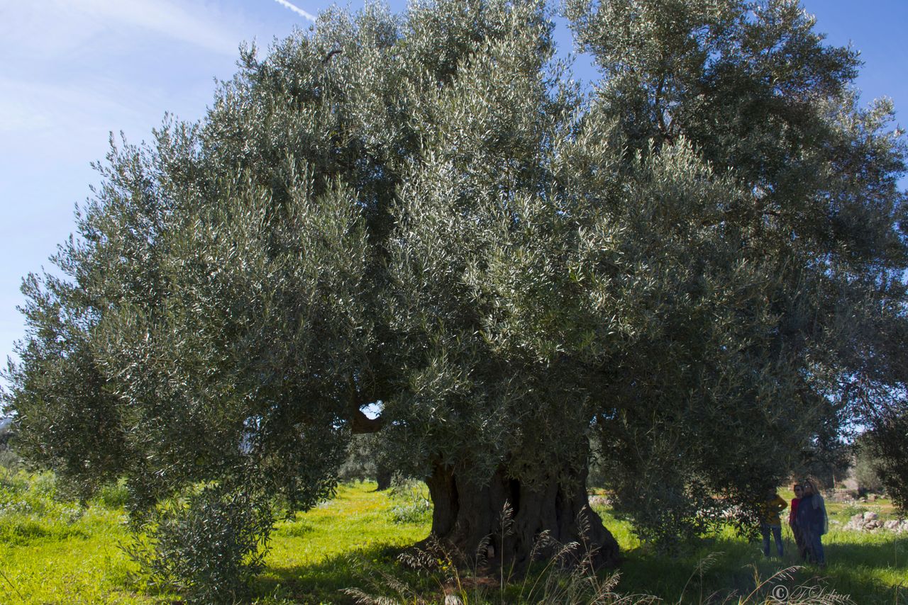 Ulivi secolari
