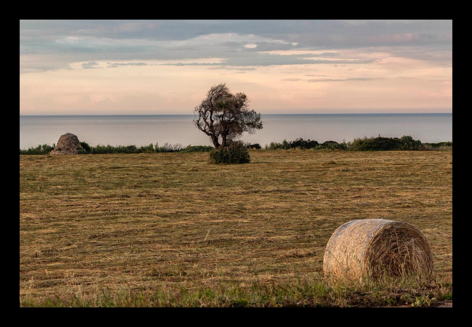 L'ALBERO