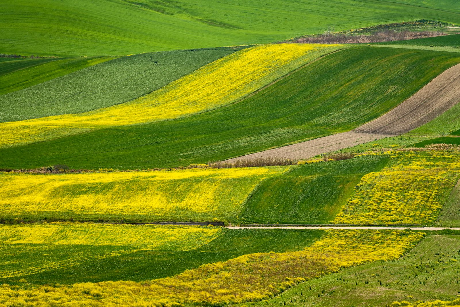 ALTA MURGIA- I COLORI DELLA PRIMAVERA — fotografia 3 di Francesco Loliva