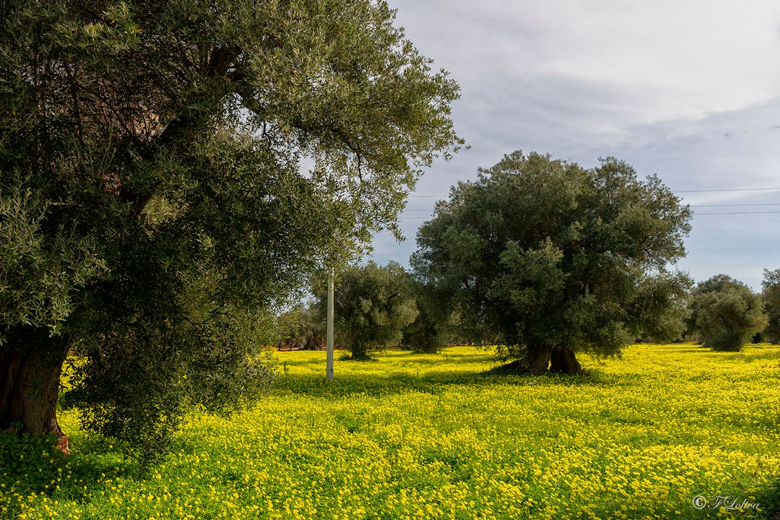 I colori della natura — fotografia 7 di Francesco Loliva