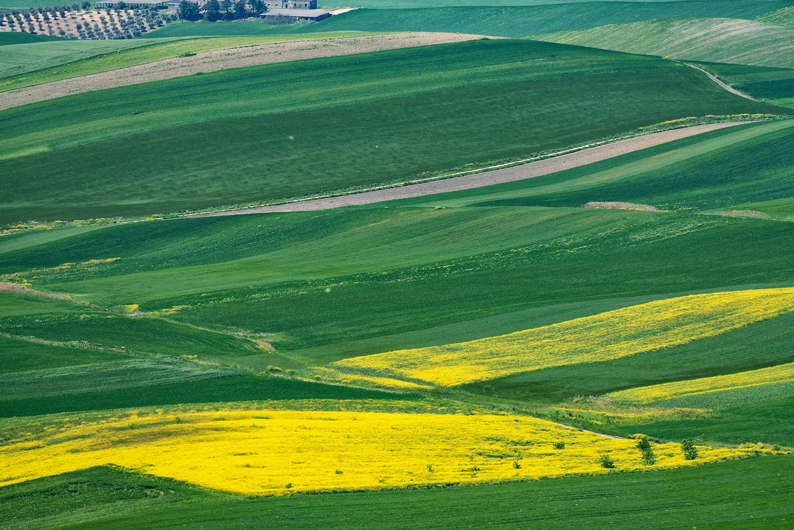 ALTA MURGIA- I COLORI DELLA PRIMAVERA — fotografia 7 di Francesco Loliva