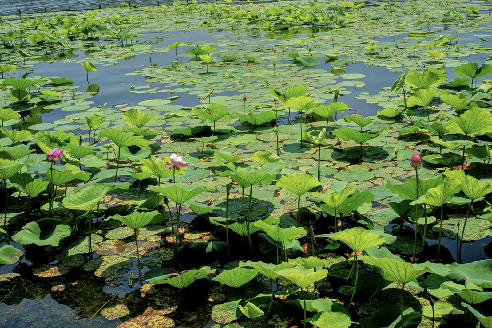 HANGZHOU