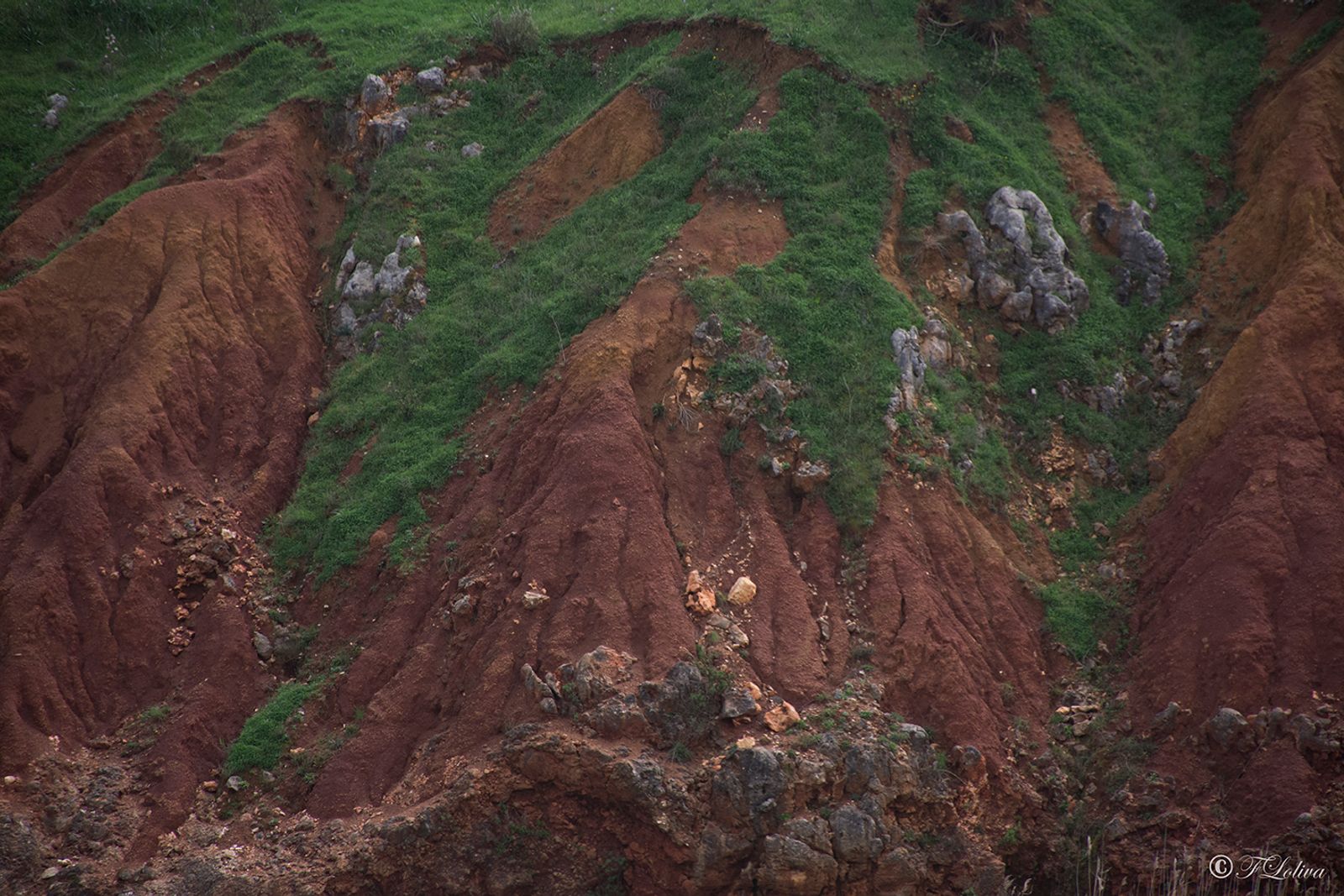 CAVA DI BAUXITE — fotografia 11 di Francesco Loliva