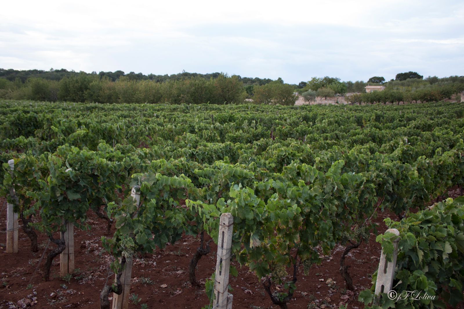 LA VIGNA