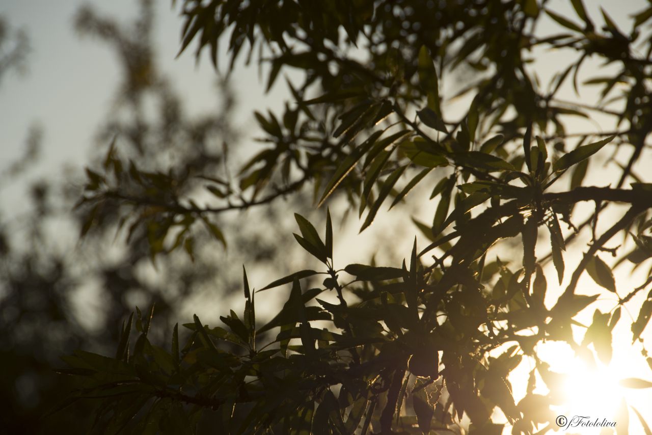 IL SOLE E LE FRASCHE