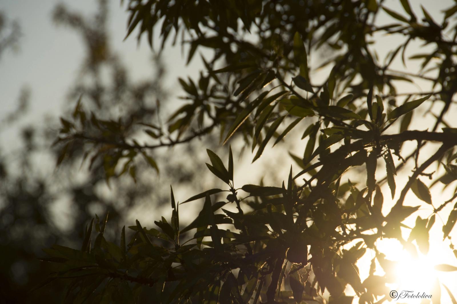 IL SOLE E LE FRASCHE — fotografia 1 di Francesco Loliva