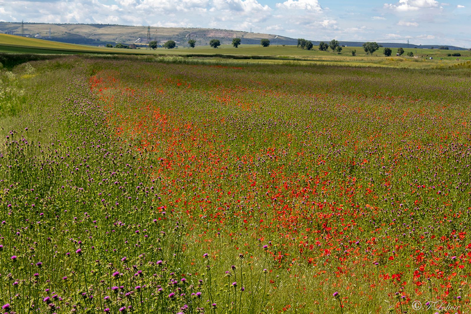 ALTA MURGIA - I COLORI DELLA NATURA IN PRIMAVERA — fotografia 12 di Francesco Loliva