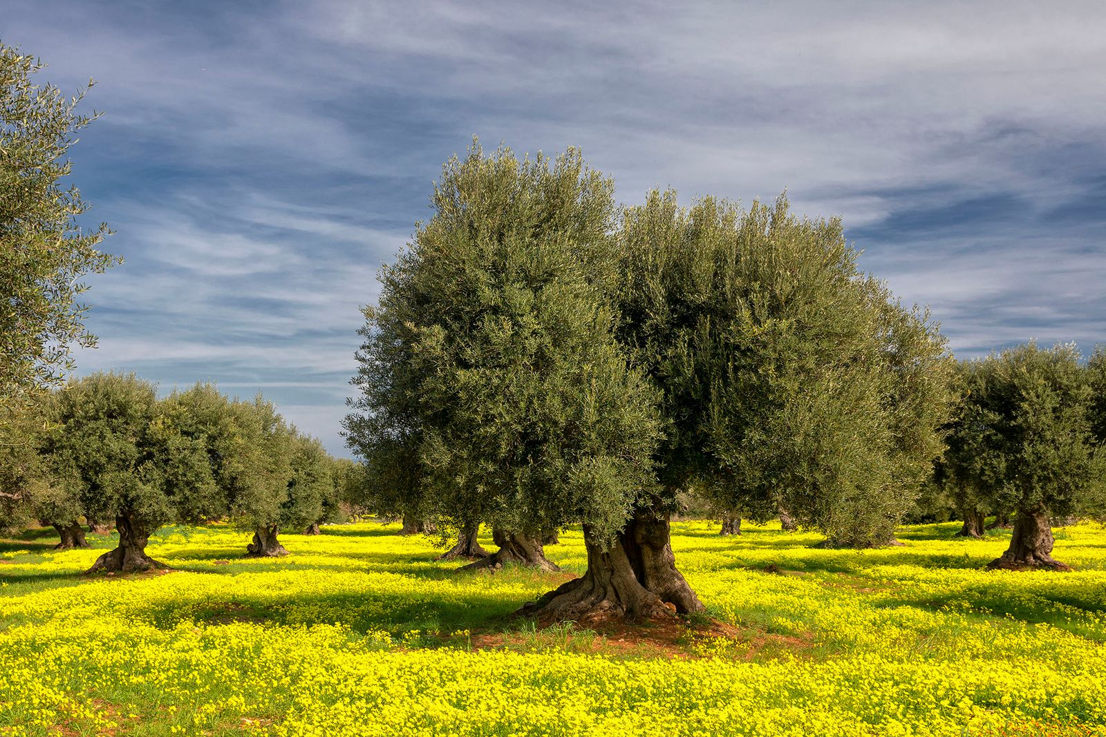 I COLORI DELLA PRIMAVERA#1