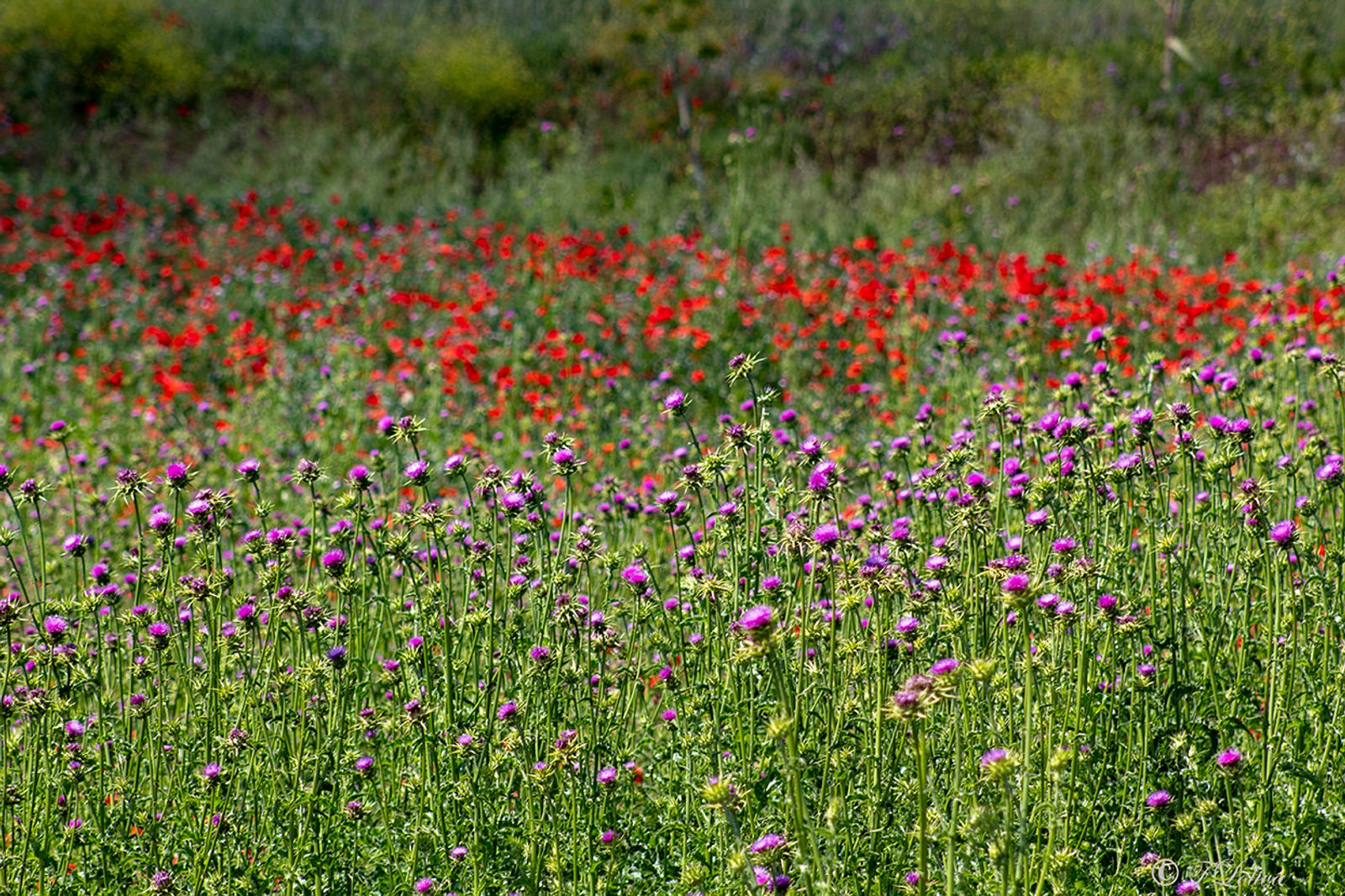 CAMPAGNA