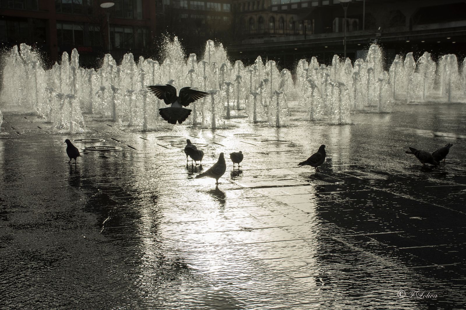 PER LE STRADE DI MANCHESTER — fotografia 11 di Francesco Loliva