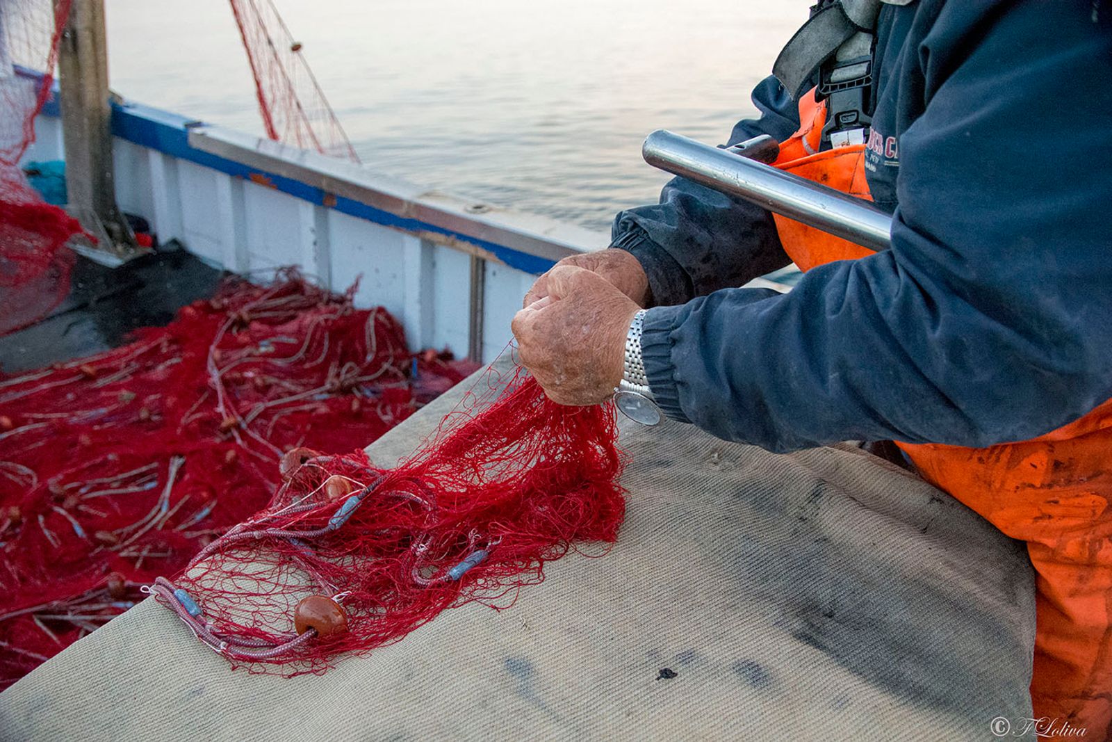SAVELLETRI - LA PESCA CON LE RETI — fotografia 15 di Francesco Loliva
