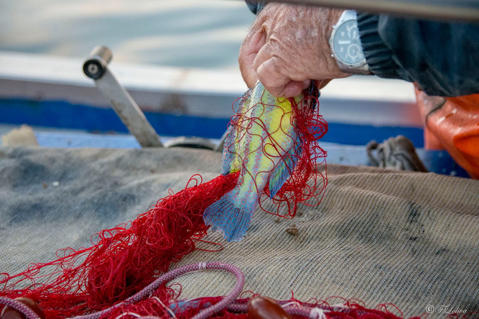SAVELLETRI - LA PESCA CON LE RETI — fotografia 16 di Francesco Loliva