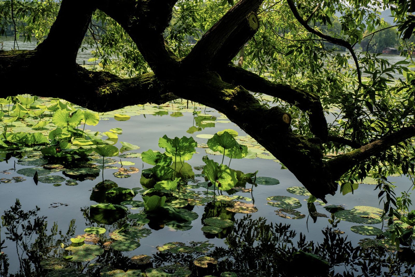 Cina 2026: Hangzhou (10 giugno) — fotografia 16 di Francesco Loliva
