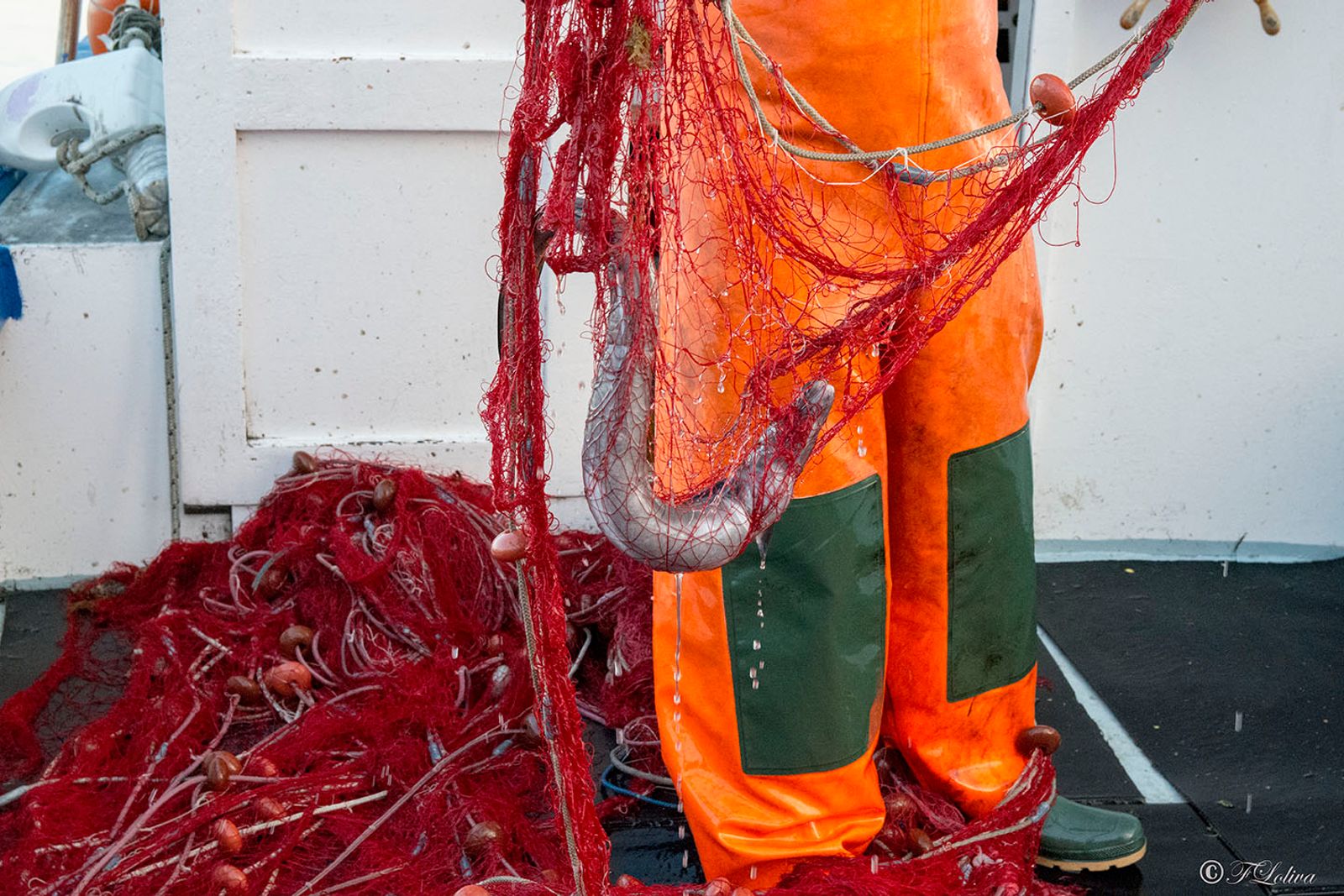 SAVELLETRI - LA PESCA CON LE RETI — fotografia 19 di Francesco Loliva