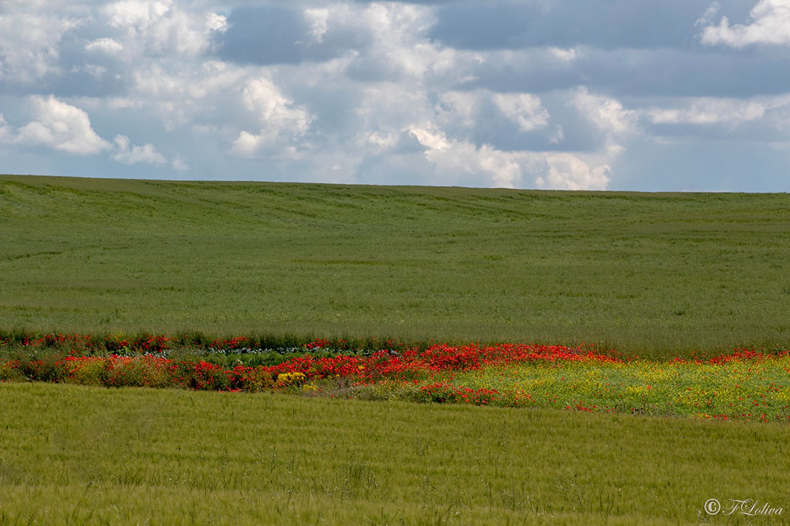 ALTA MURGIA - I COLORI DELLA NATURA IN PRIMAVERA — fotografia 10 di Francesco Loliva