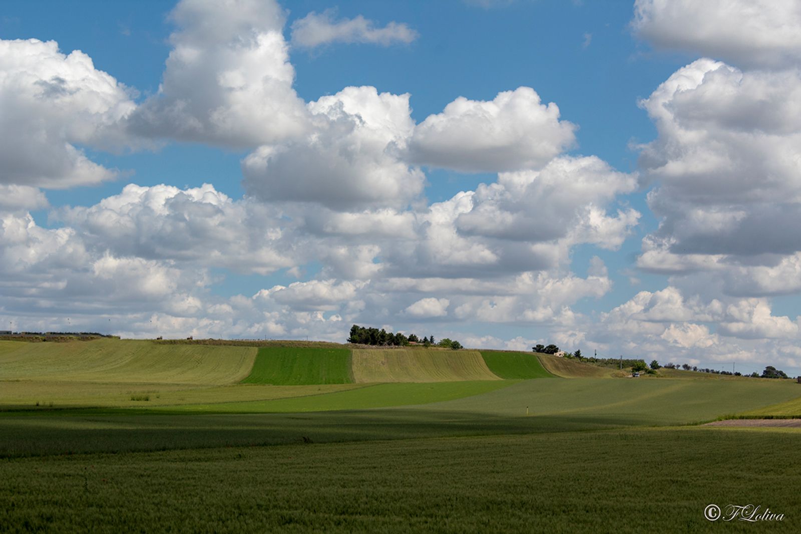ALTA MURGIA - I COLORI DELLA NATURA IN PRIMAVERA — fotografia 6 di Francesco Loliva