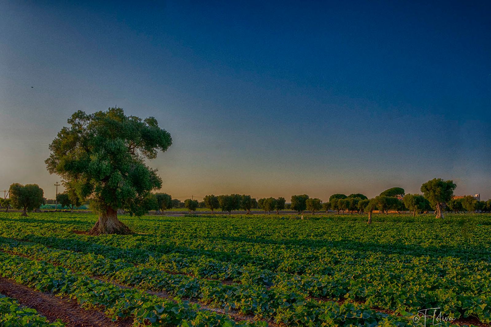 Tramonto tra i cocomeri — fotografia 5 di Francesco Loliva