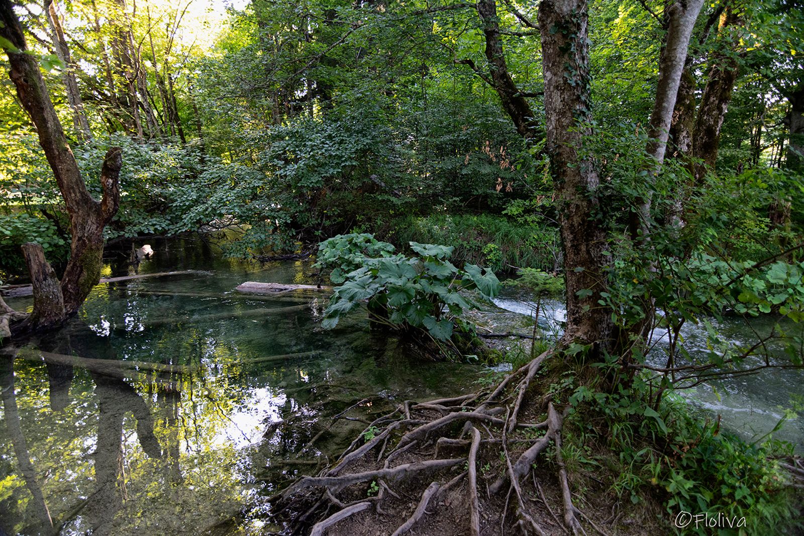 CROAZIA -DISTRETTO DEI LAGHI — fotografia 5 di Francesco Loliva