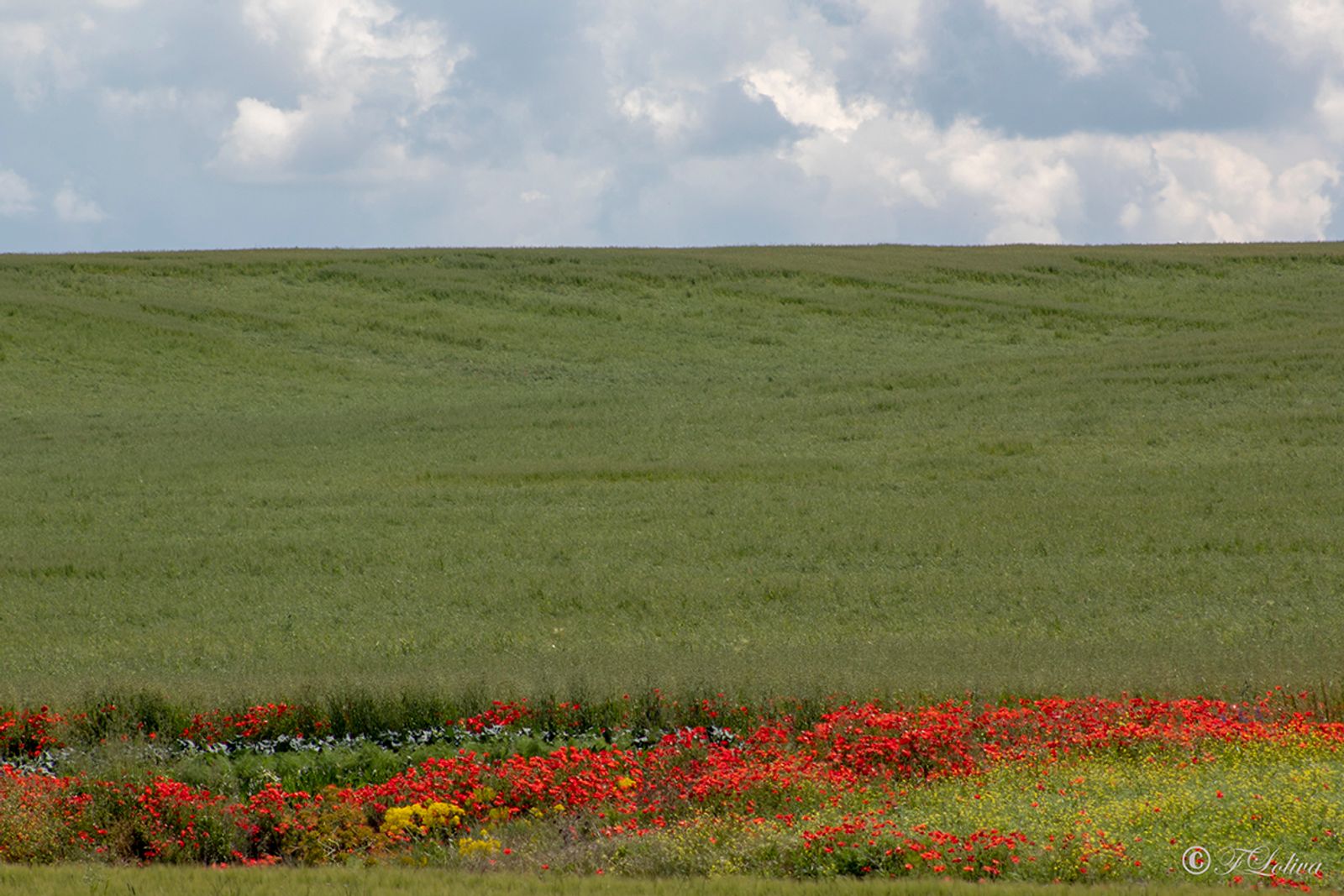 ALTA MURGIA - I COLORI DELLA NATURA IN PRIMAVERA — fotografia 11 di Francesco Loliva