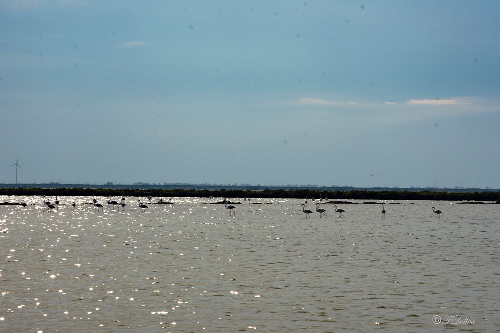 MARGHERITA DI SAVOIA - LE SALINE — fotografia 4 di Francesco Loliva