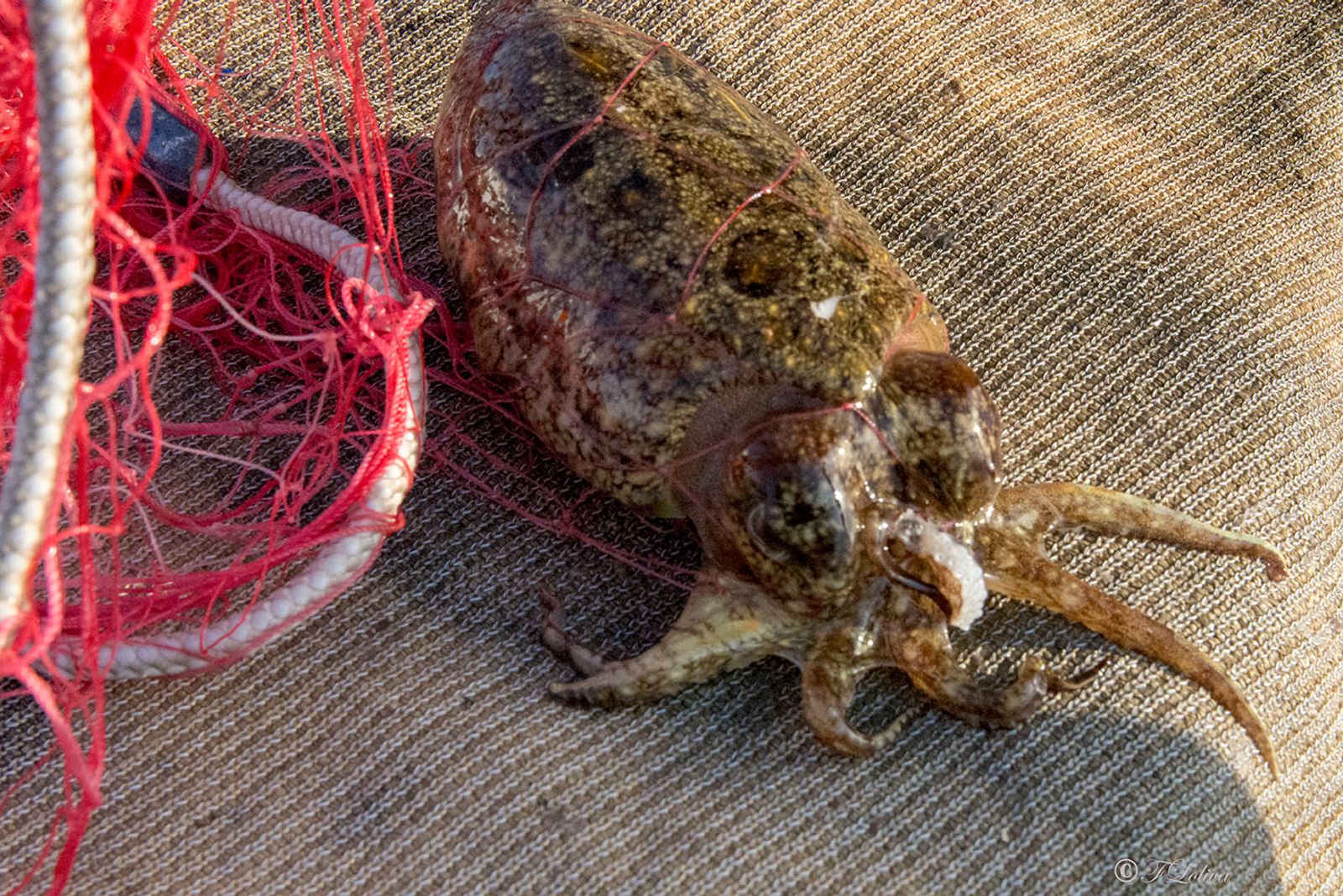 SAVELLETRI - LA PESCA CON LE RETI — fotografia 37 di Francesco Loliva