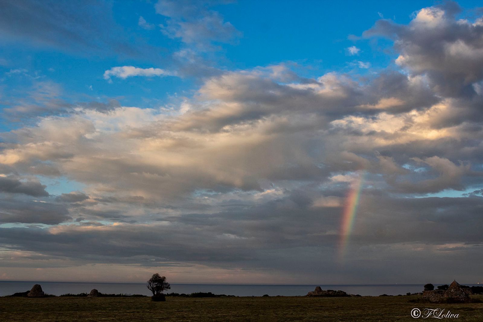 L'albero e l'arcobaleno — fotografia 4 di Francesco Loliva