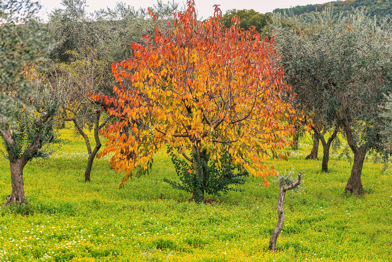 AUTUNNO