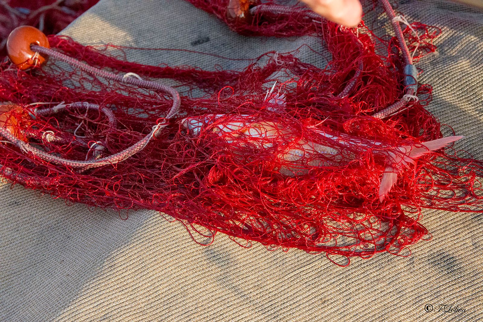 SAVELLETRI - LA PESCA CON LE RETI — fotografia 34 di Francesco Loliva