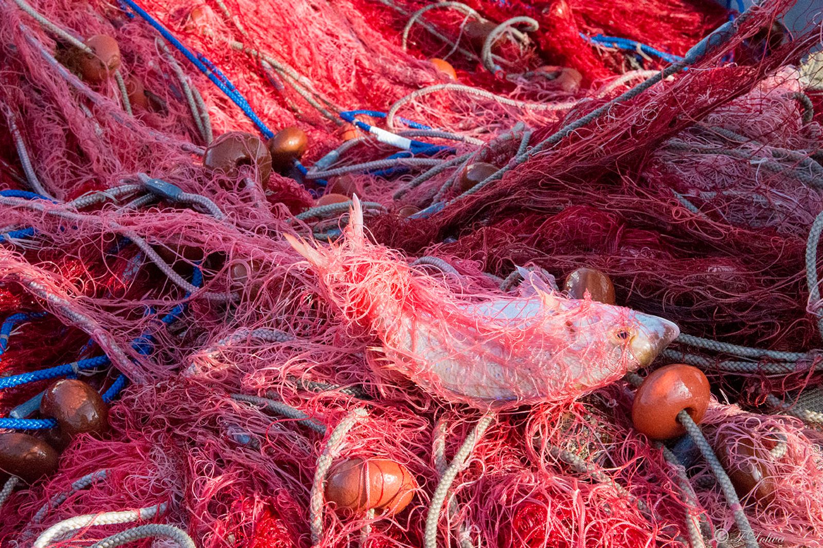 SAVELLETRI - LA PESCA CON LE RETI — fotografia 36 di Francesco Loliva