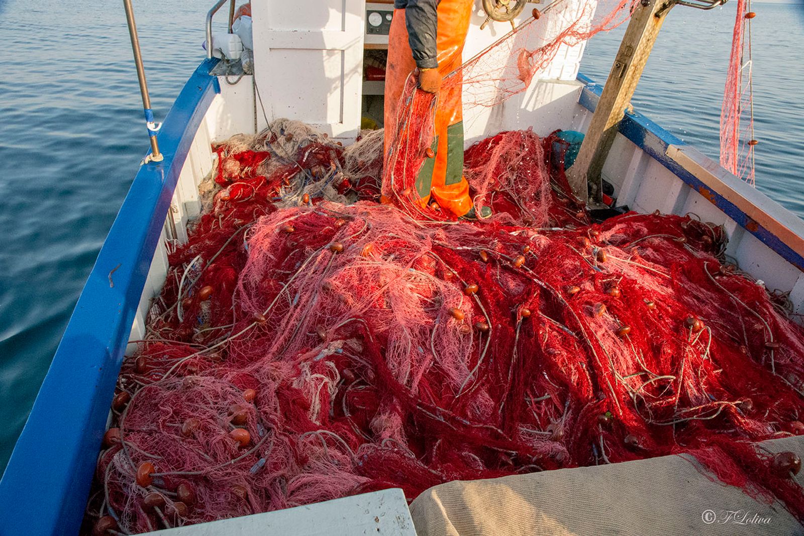 SAVELLETRI - LA PESCA CON LE RETI — fotografia 33 di Francesco Loliva