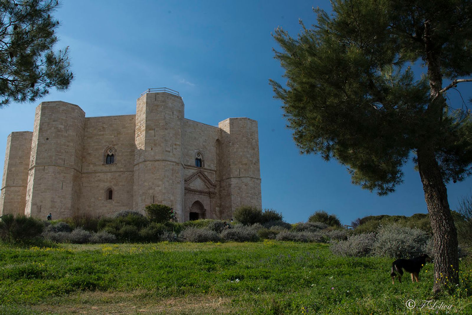 PUGLIA IMPERIALE — fotografia 4 di Francesco Loliva