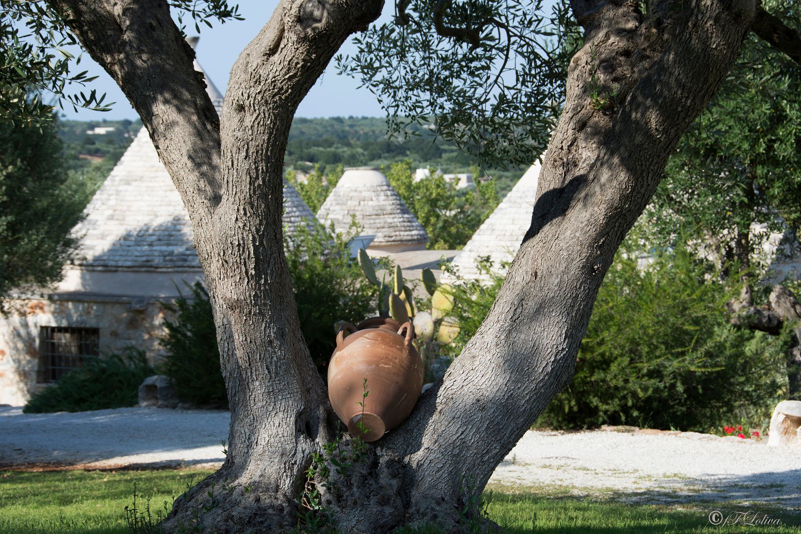 UN POMERIGGIO IN CAMPAGNA ( Valle dItria) — fotografia 11 di Francesco Loliva
