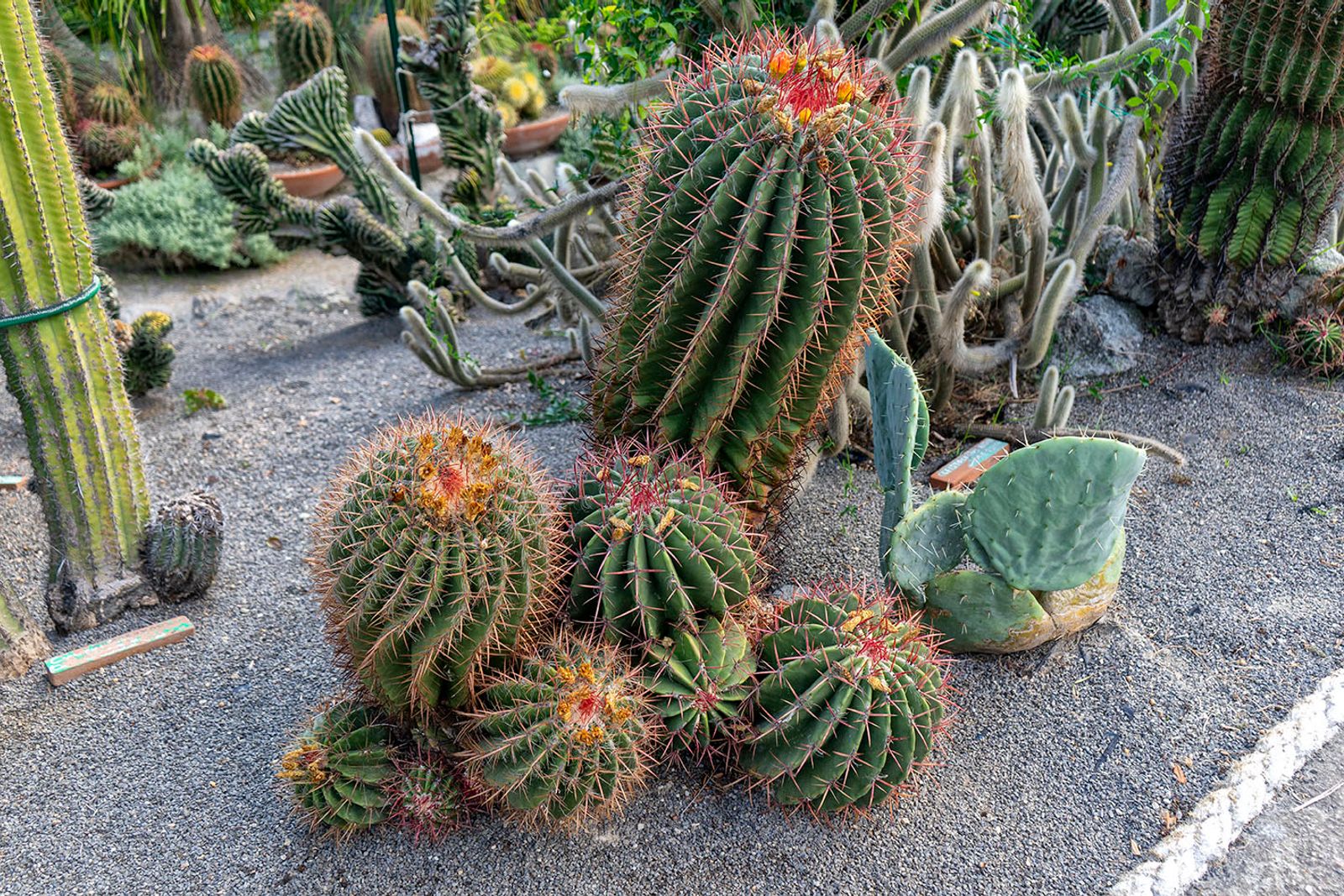 GIARDINI RAVINO - FORIO D'ISCHIA — fotografia 10 di Francesco Loliva