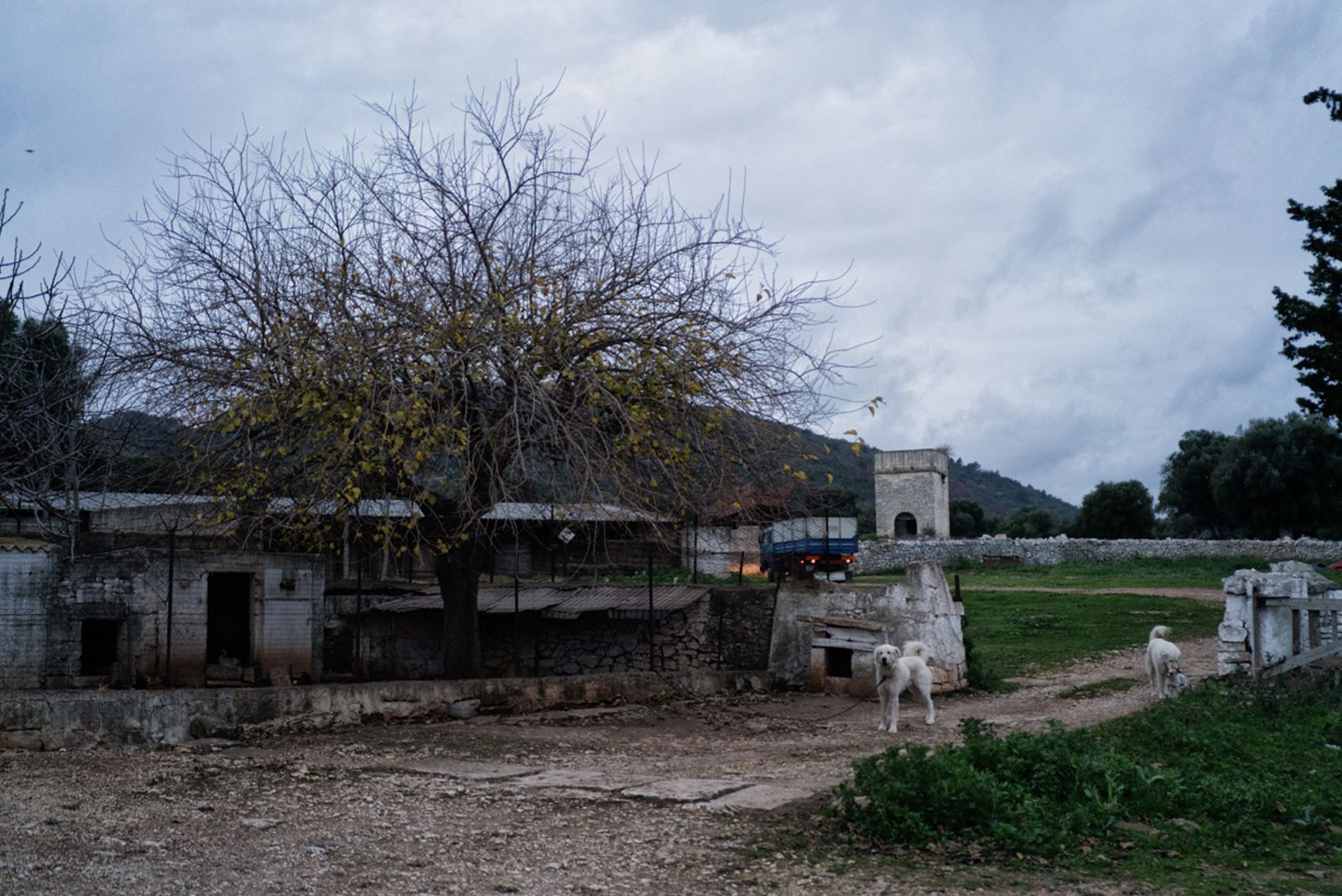 UNA VECCHIA MASSERIA PUGLIESE — fotografia 15 di Francesco Loliva