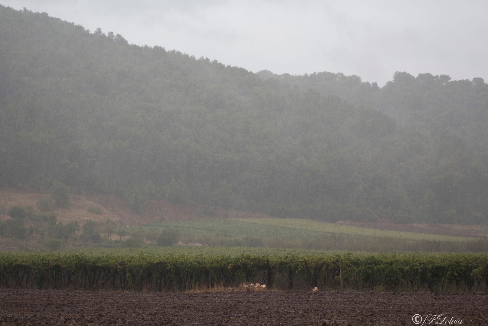 PRIMI SEGNALI D'AUTUNNO — fotografia 6 di Francesco Loliva