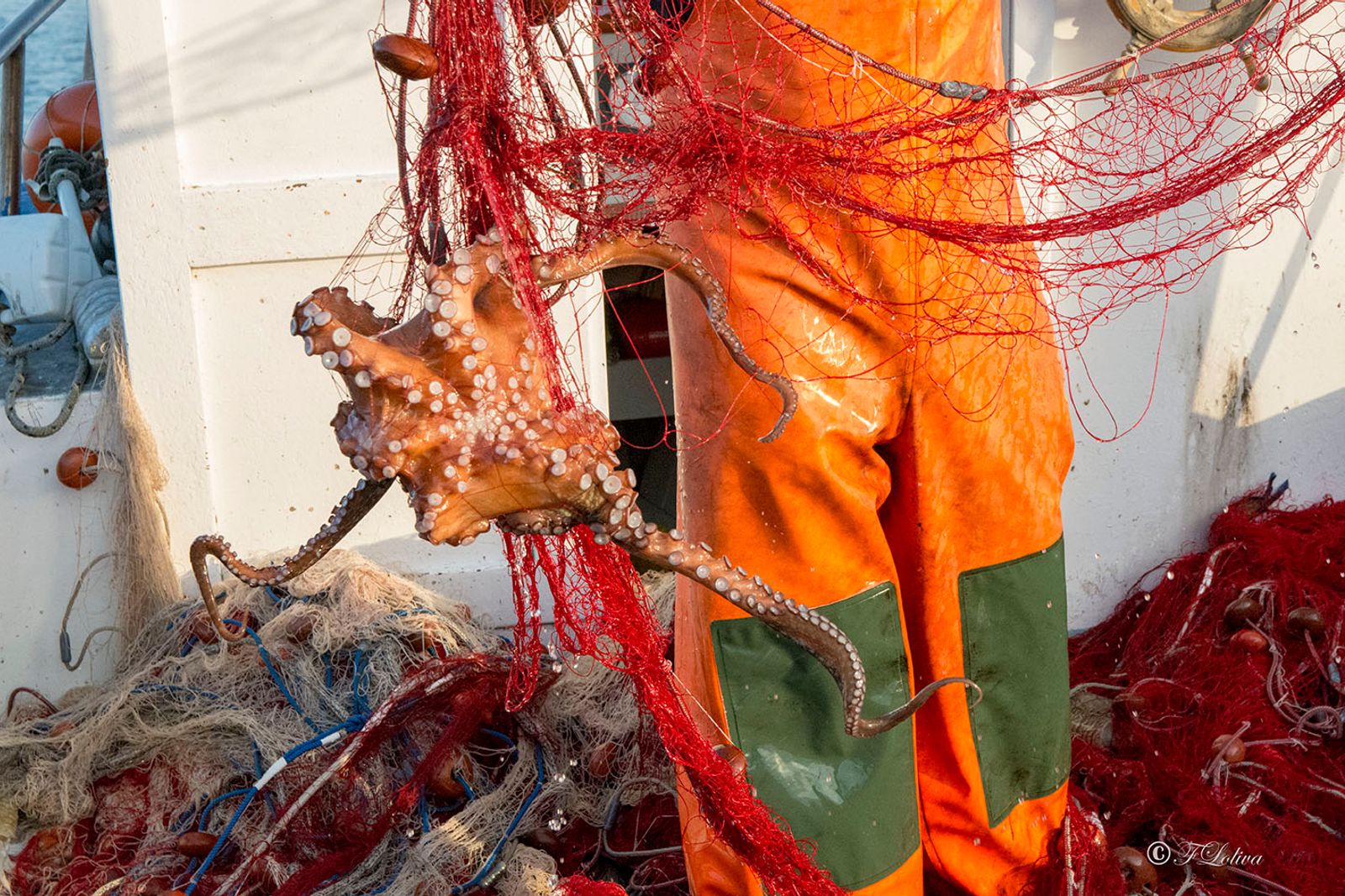 SAVELLETRI - LA PESCA CON LE RETI — fotografia 31 di Francesco Loliva