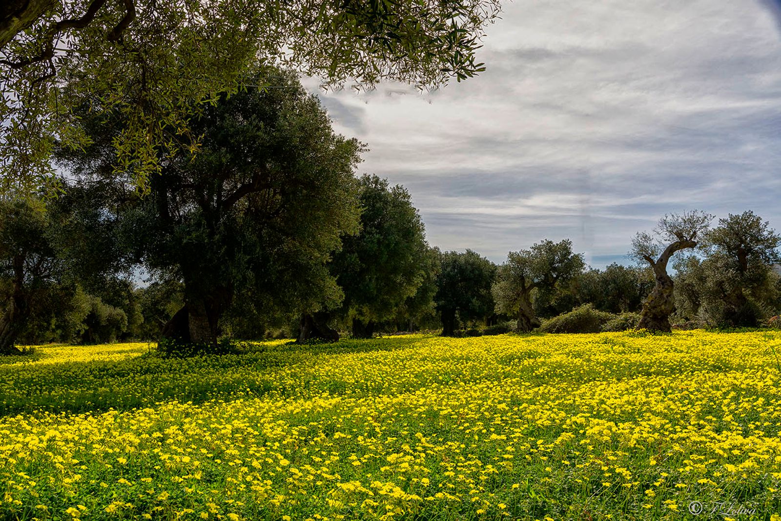 I colori della natura — fotografia 6 di Francesco Loliva