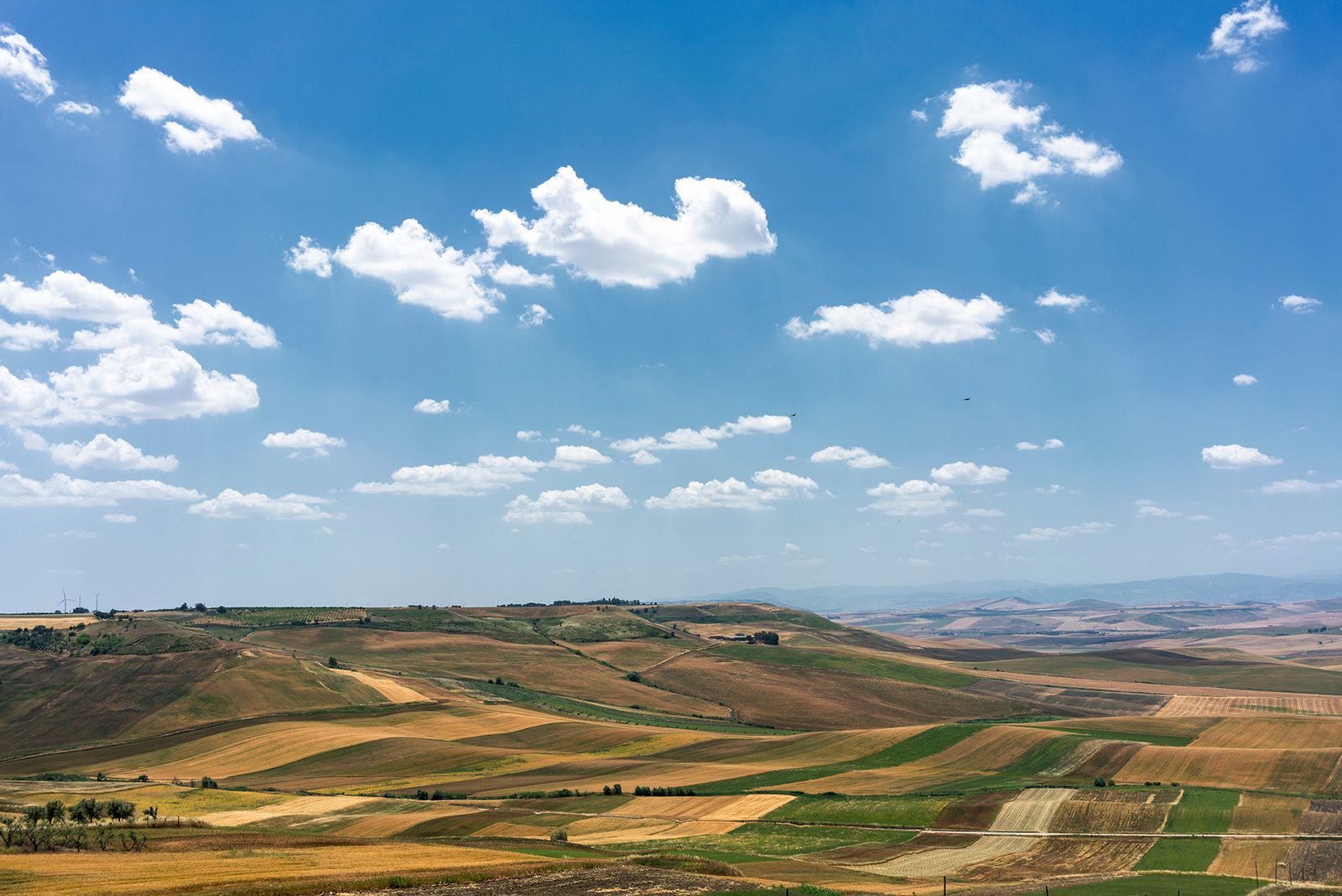 ALTA MURGIA - I COLORI DELLA NATURA IN ESTATE — fotografia 3 di Francesco Loliva