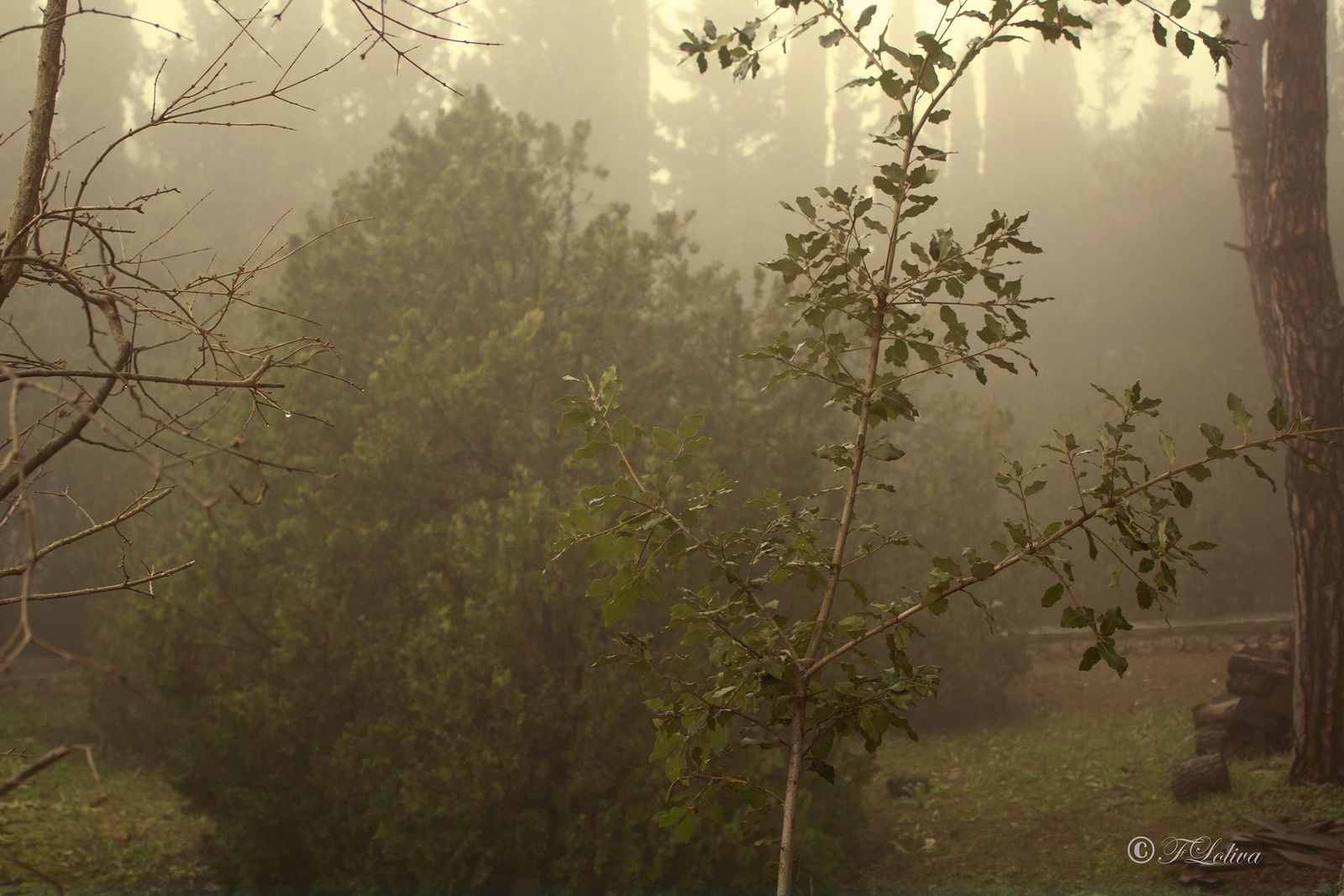Scatti nella nebbia — fotografia 3 di Francesco Loliva