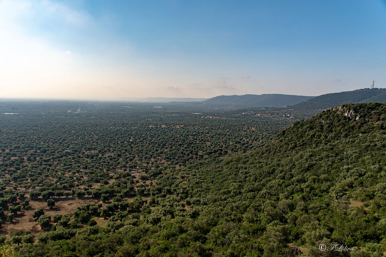 LA PIANA DEGLI ULIVI