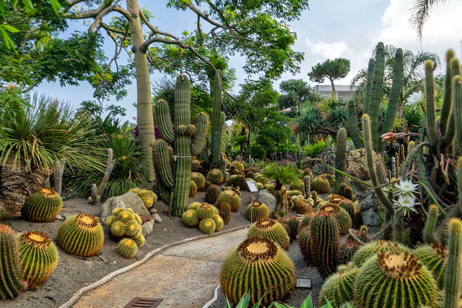 GIARDINI RAVINO - FORIO D'ISCHIA — fotografia 7 di Francesco Loliva