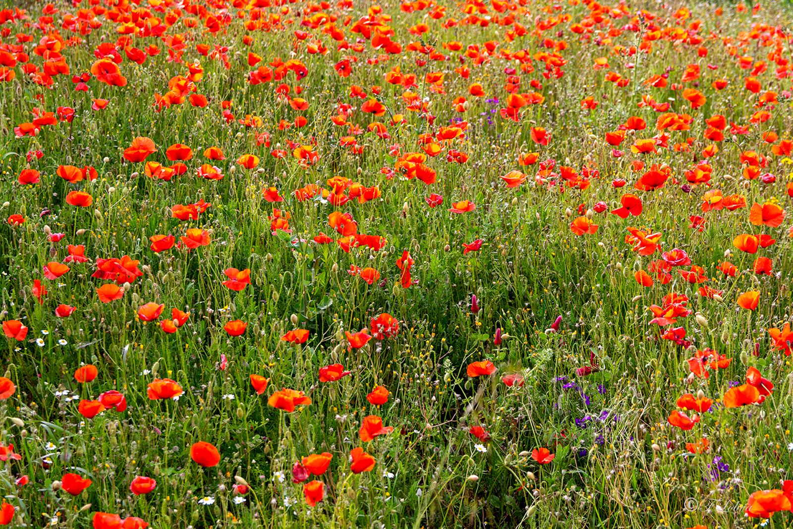 Campo di papaveri — fotografia 8 di Francesco Loliva