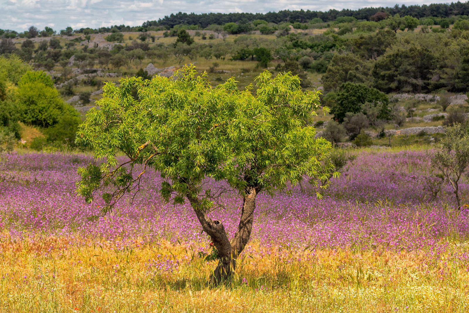 CAMPAGNA ALTAMURGIA#1