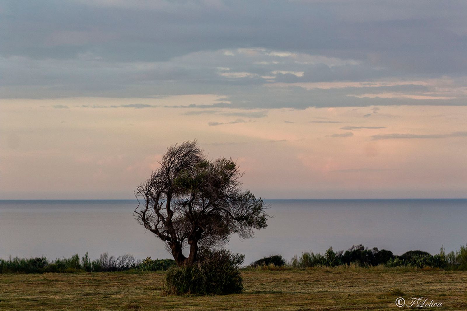 L'albero e l'arcobaleno — fotografia 5 di Francesco Loliva