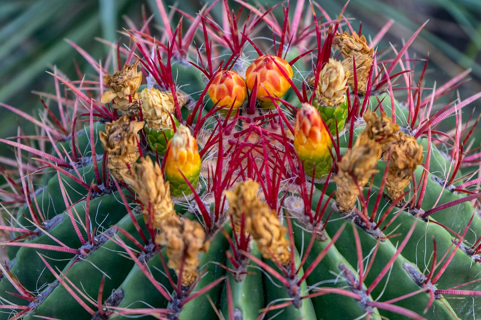 GIARDINI RAVINO - FORIO D'ISCHIA — fotografia 11 di Francesco Loliva