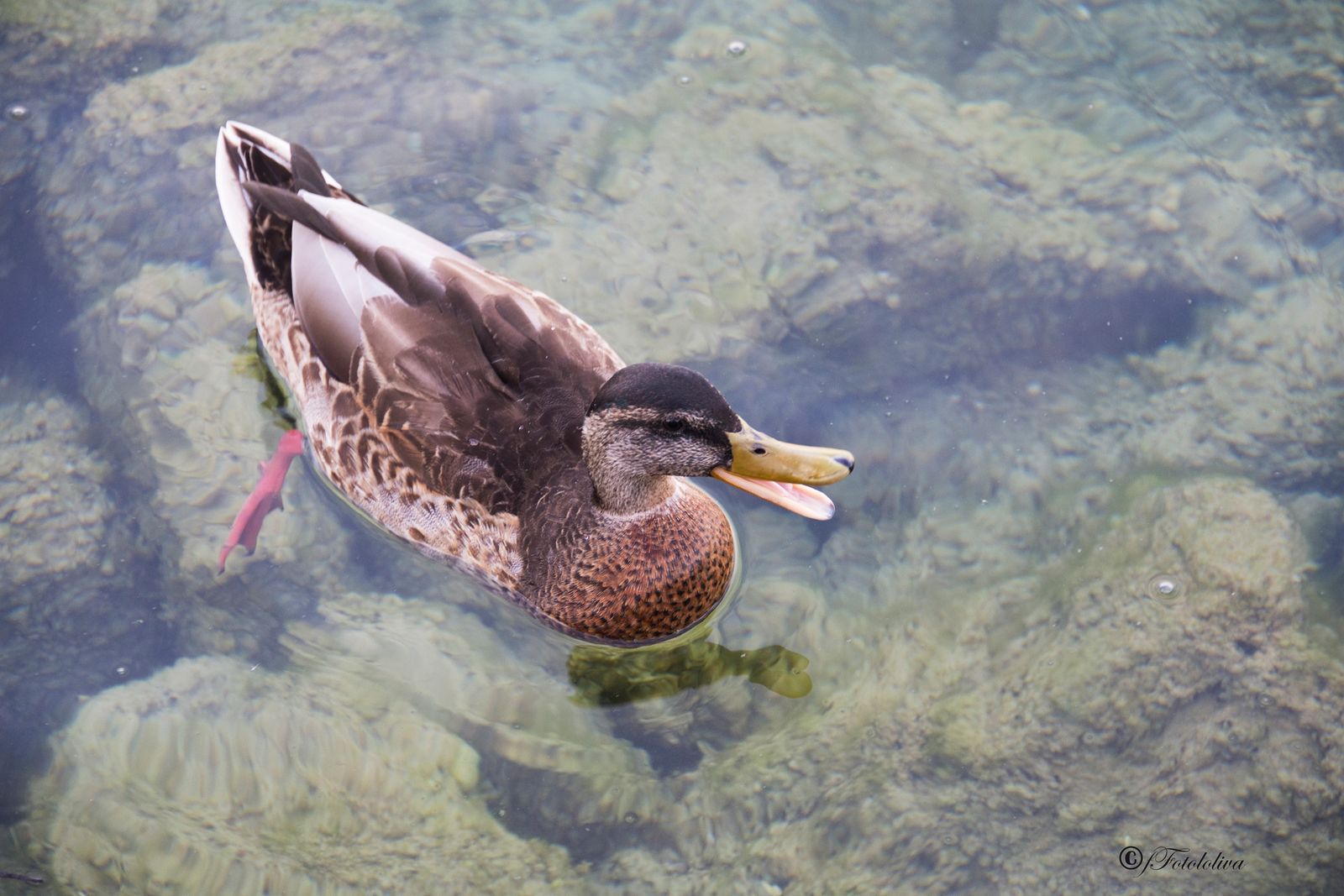 IL LAGO DI STARNBERG — fotografia 7 di Francesco Loliva