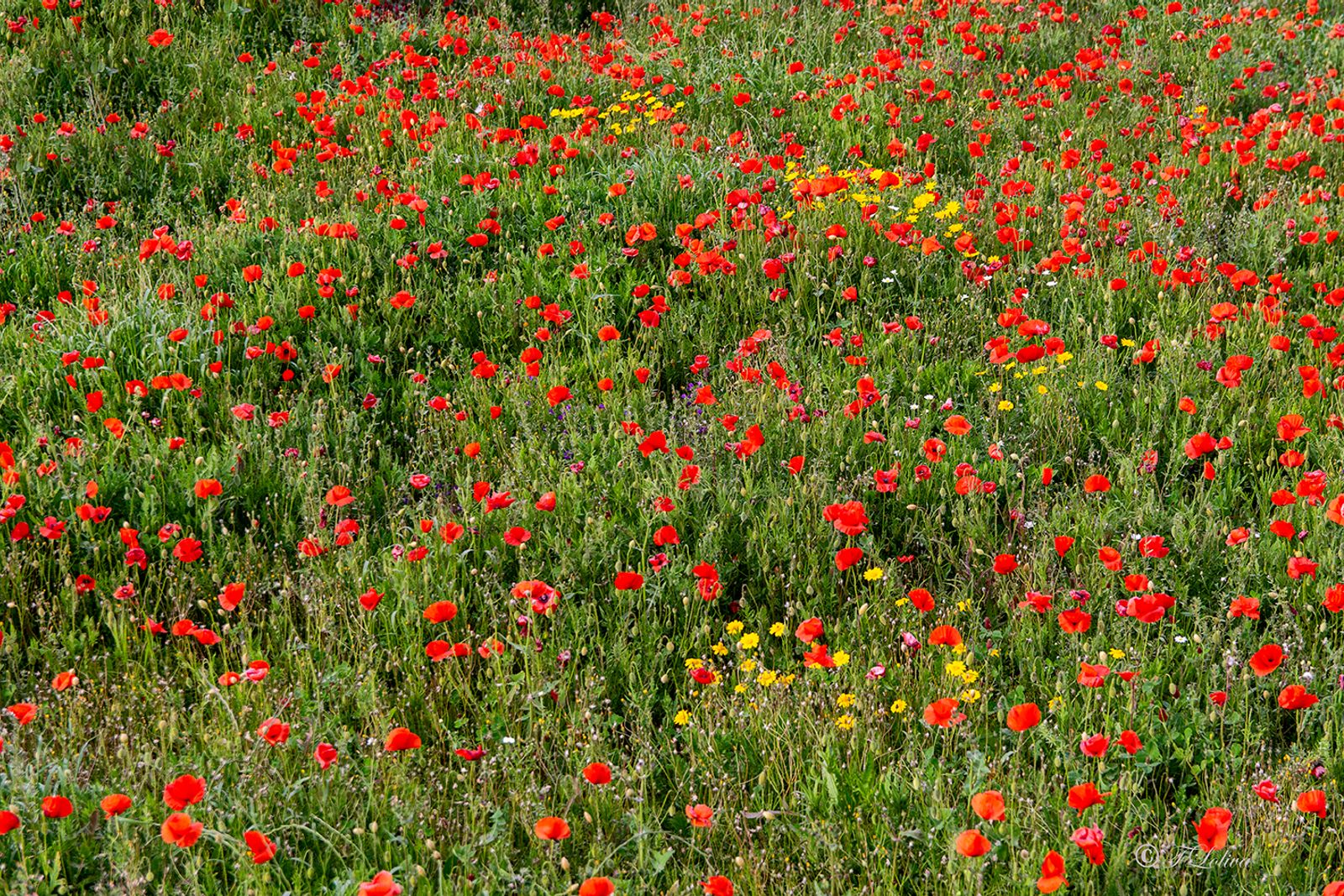 Campo di papaveri — fotografia 10 di Francesco Loliva