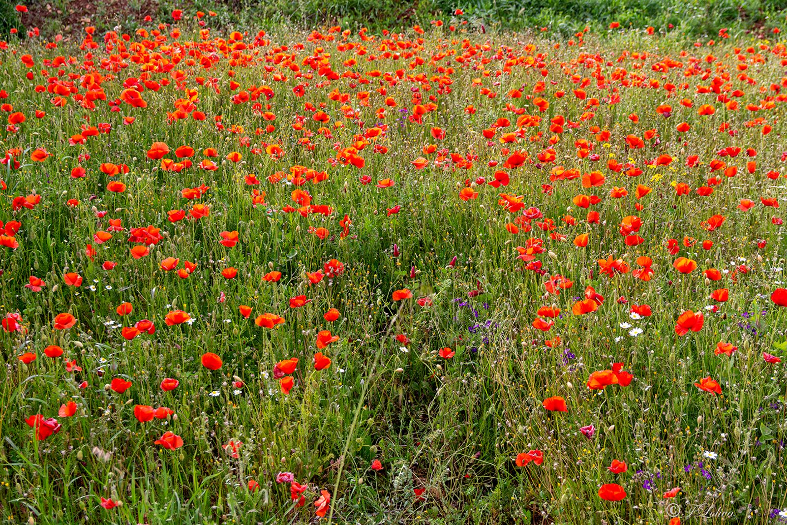 Campo di papaveri — fotografia 9 di Francesco Loliva