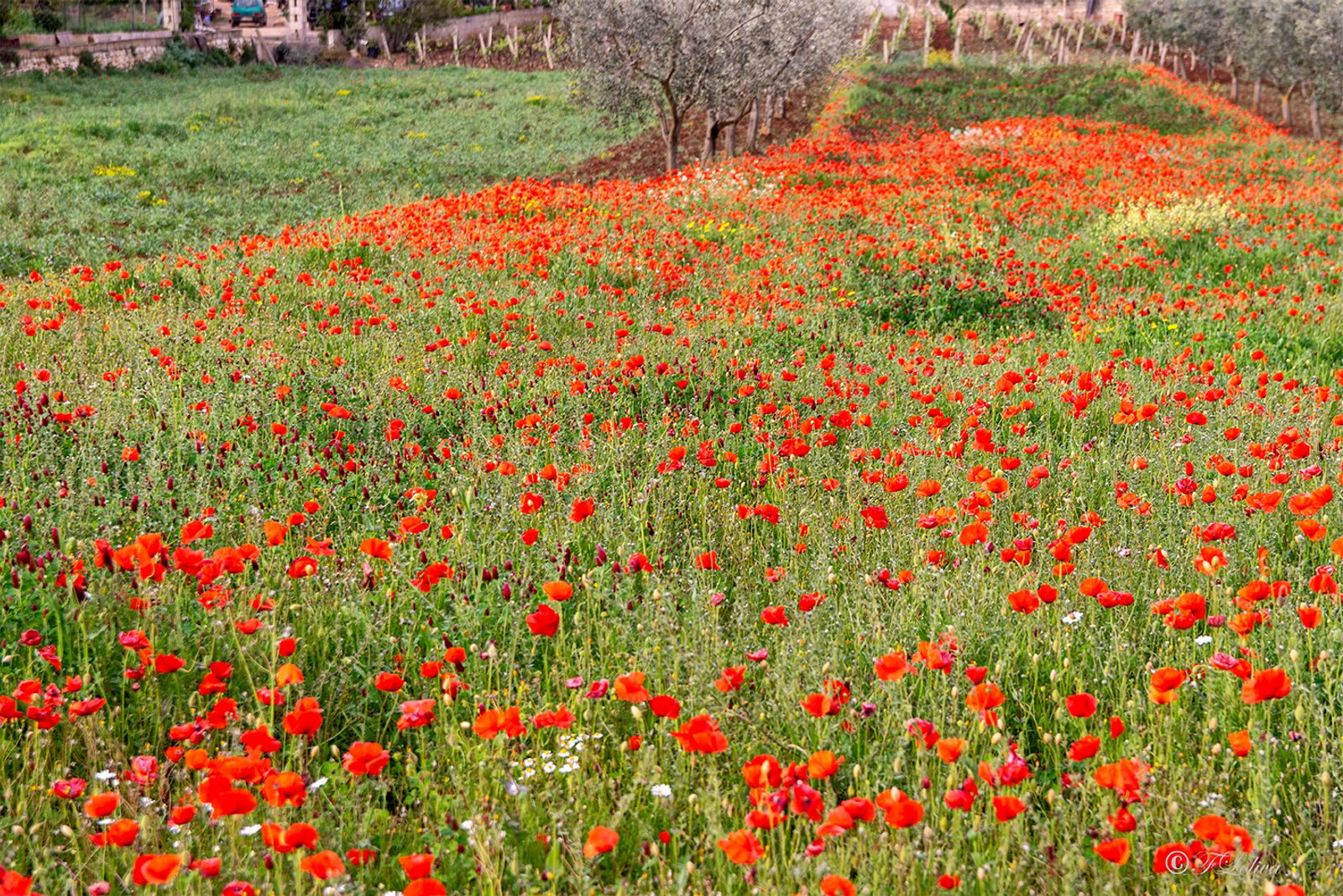 Campo di papaveri — fotografia 12 di Francesco Loliva